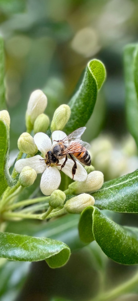 Bioindicateurs de la biodiversité sur le site d'Alfortville 